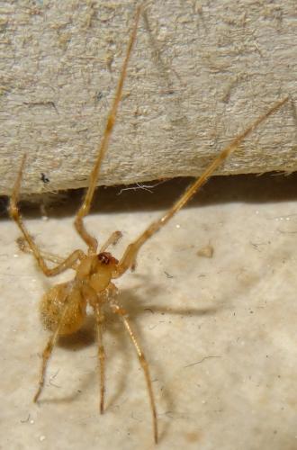 Nesticus cellulanus